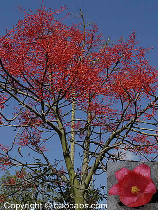 Brachychiton acerifolia